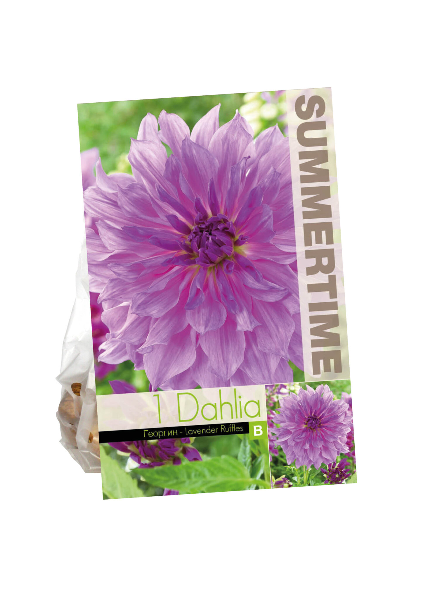 Dahlia Lavender Ruffles