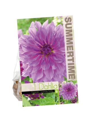 Dahlia Lavender Ruffles