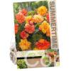 Begonia Golden Balcony