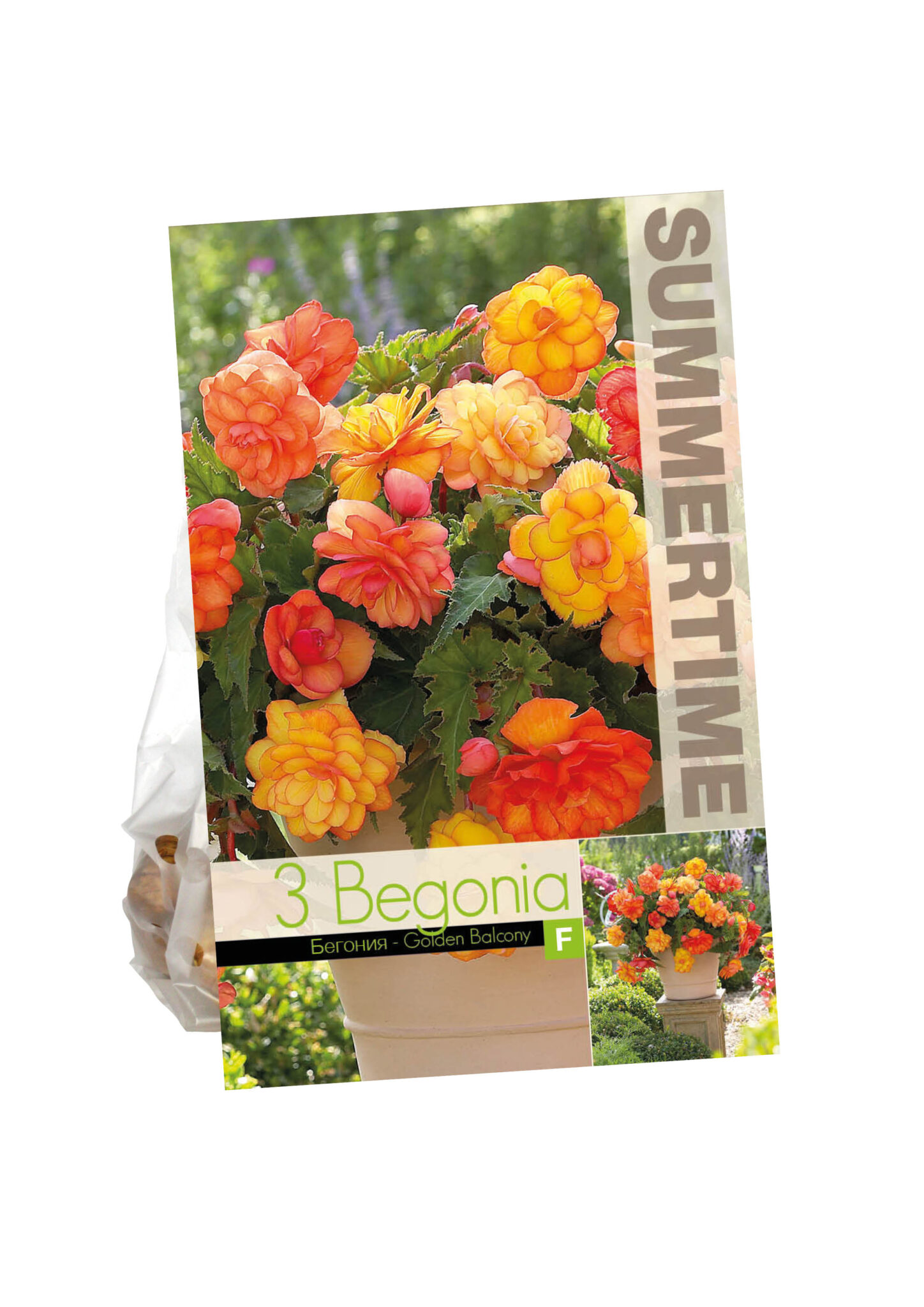 Begonia Golden Balcony