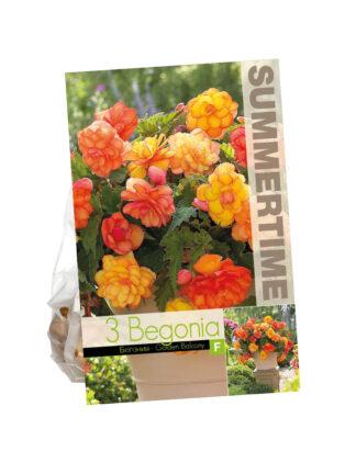 Begonia Golden Balcony