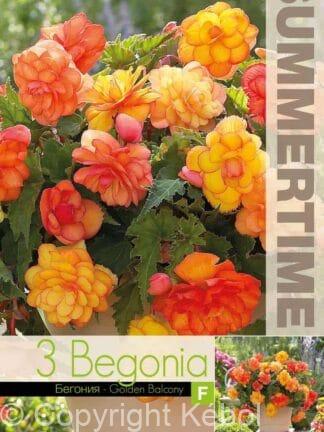 Begonia Golden Balcony