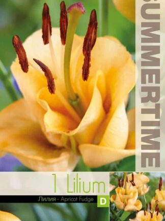 Lilium Apricot Fudge