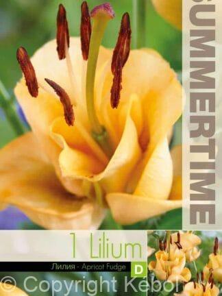 Lilium Apricot Fudge