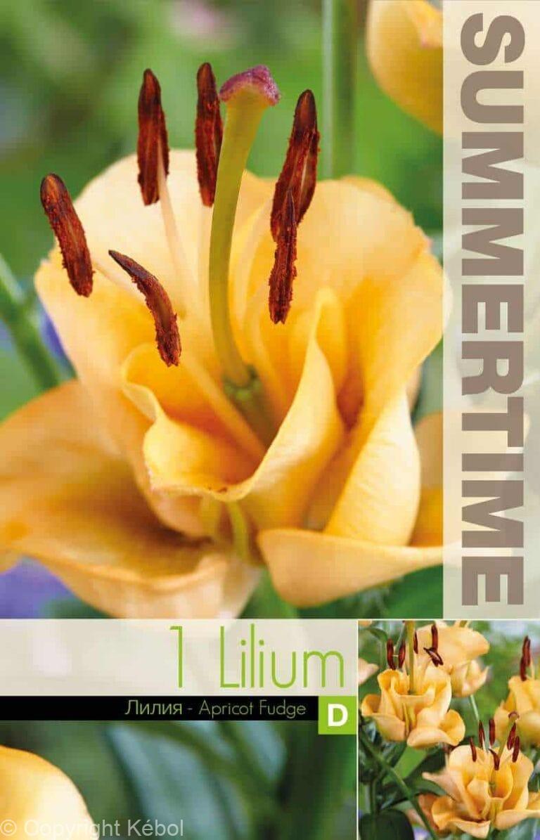 Lilium Apricot Fudge