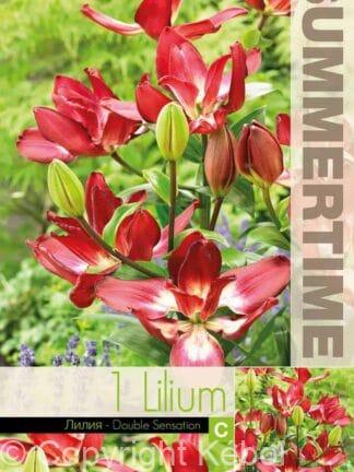 Lilium Double Sensation (As)