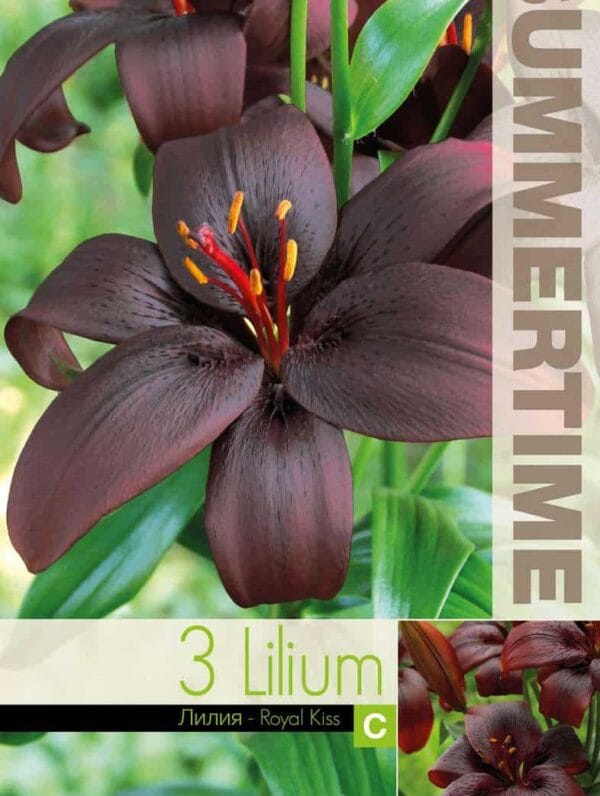 Lilium Royal Kiss