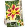 Lilium Viva la Vida