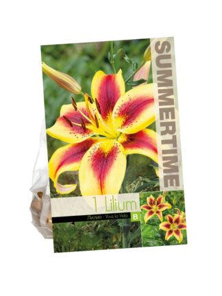 Lilium Viva la Vida