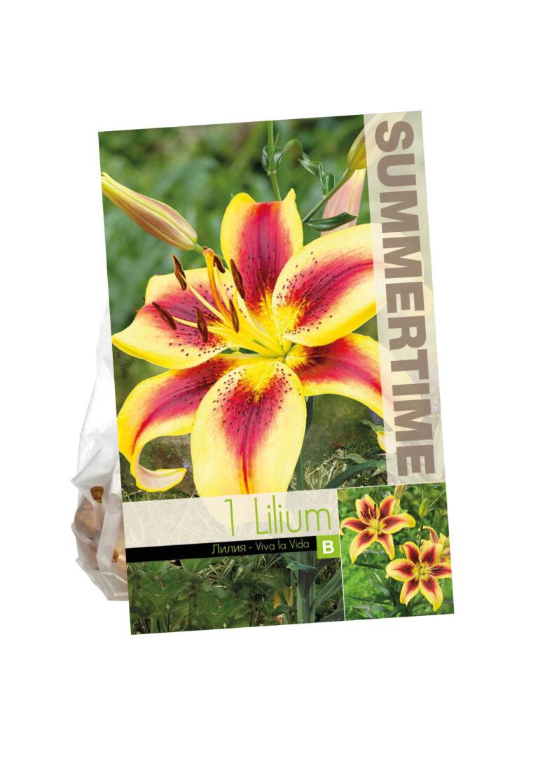 Lilium Viva la Vida