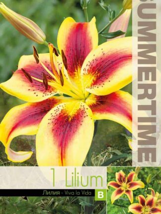 Lilium Viva la Vida