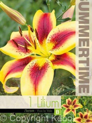 Lilium Viva la Vida