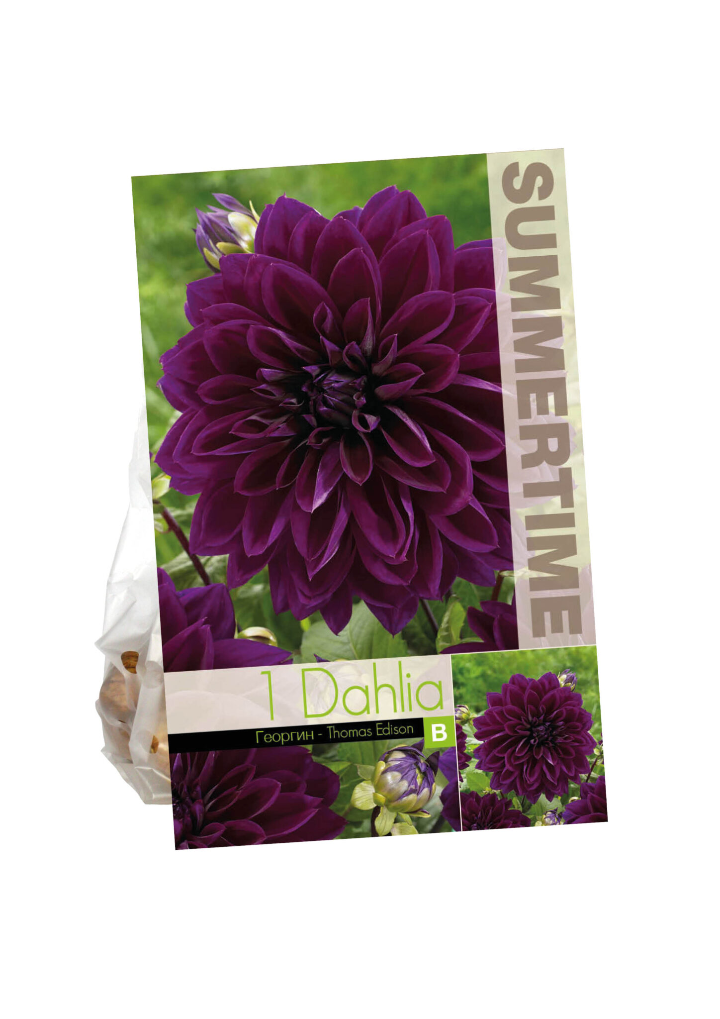 Dahlia Thomas Edison