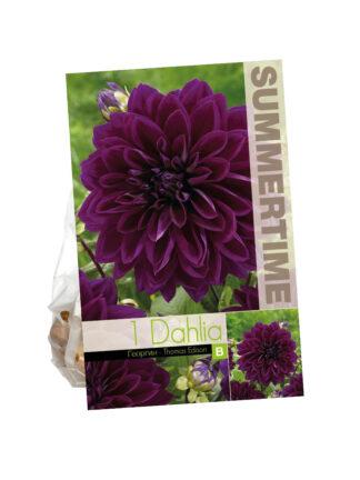 Dahlia Thomas Edison