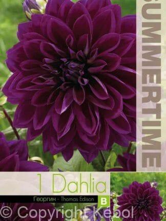 Dahlia Thomas Edison