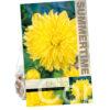Dahlia Kelvin Floodlight