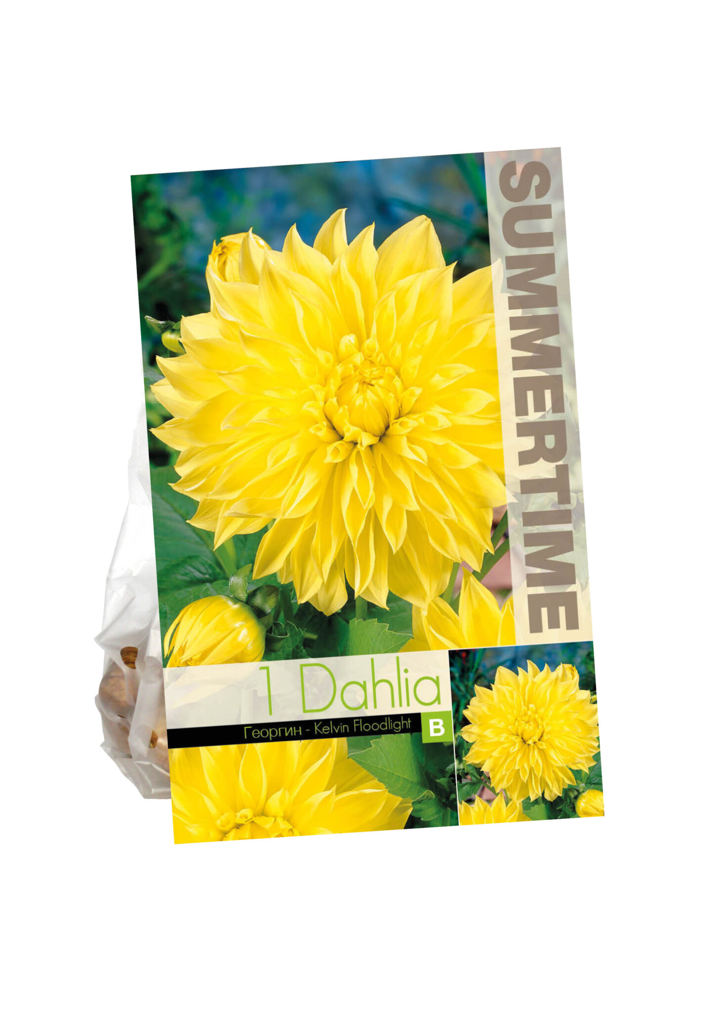 Dahlia Kelvin Floodlight