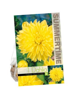 Dahlia Kelvin Floodlight