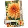 Dahlia Noordwijks Glorie
