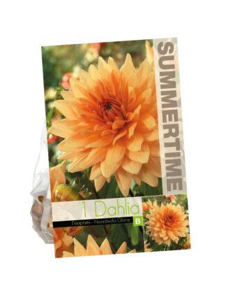 Dahlia Noordwijks Glorie