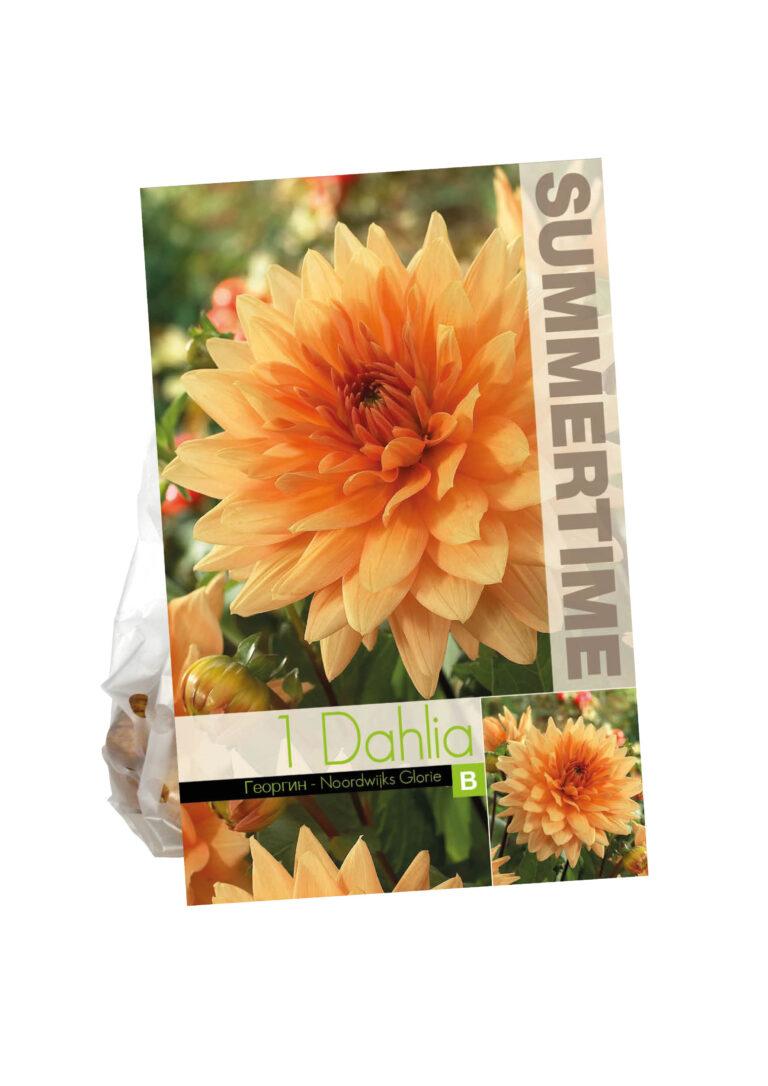 Dahlia Noordwijks Glorie