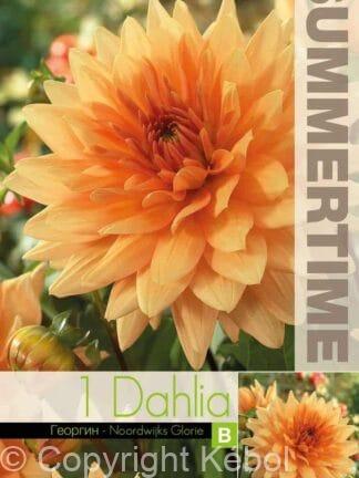 Dahlia Noordwijks Glorie