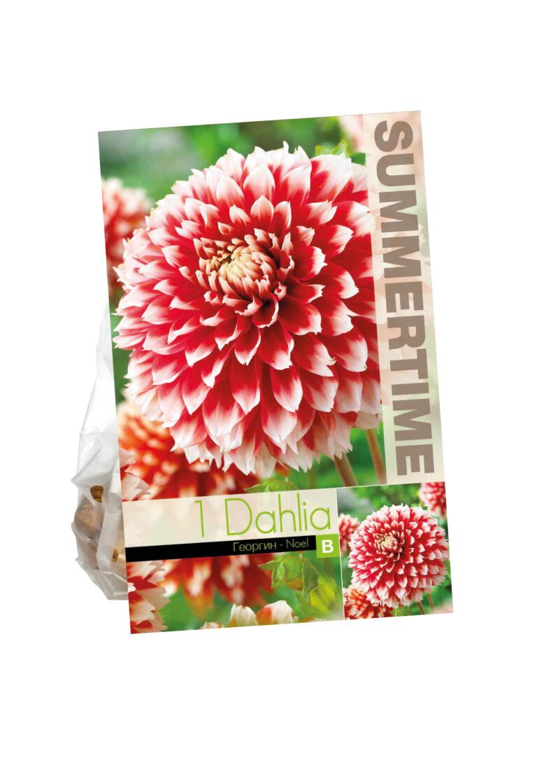 Dahlia Noel