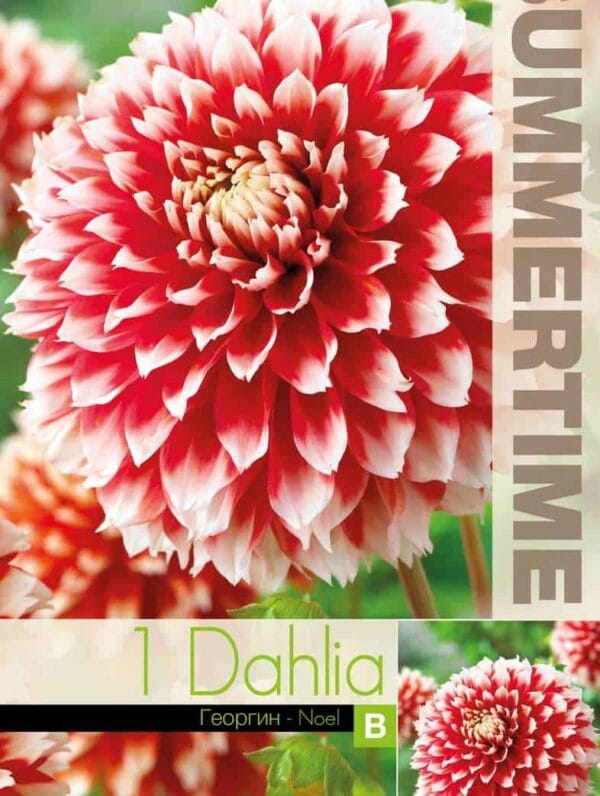 Dahlia Noel