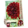 Dahlia Arabian Night