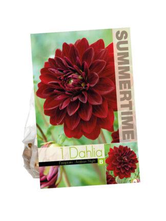 Dahlia Arabian Night
