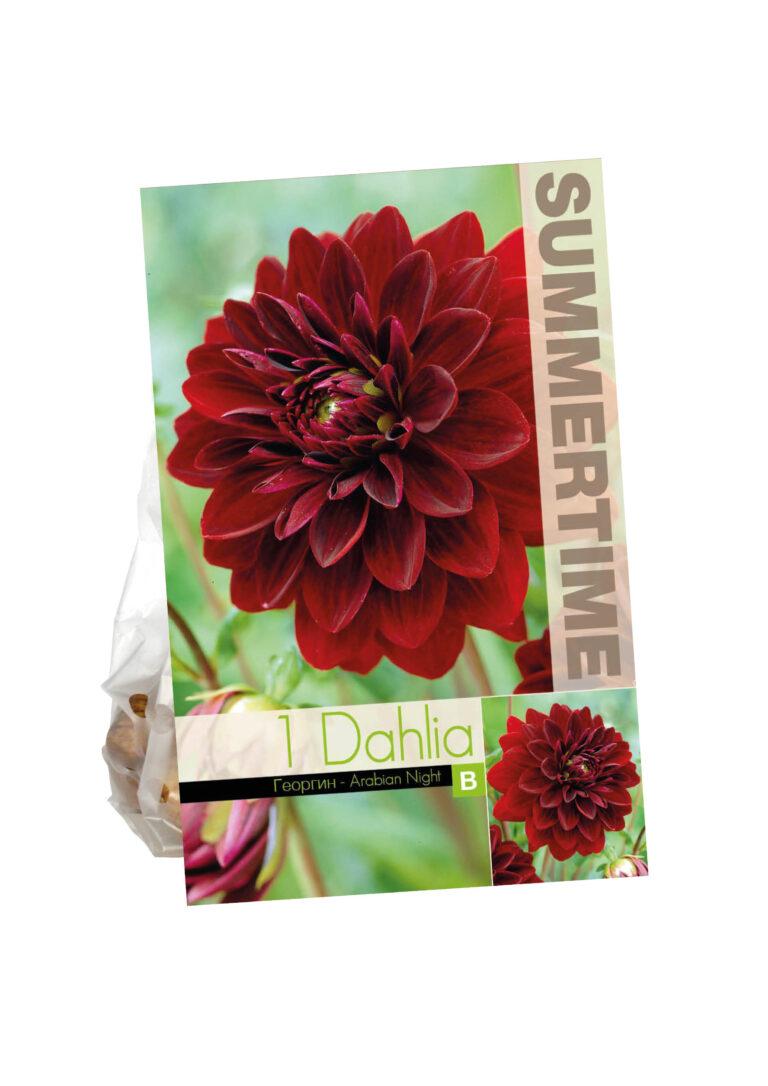 Dahlia Arabian Night