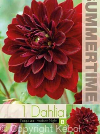 Dahlia Arabian Night