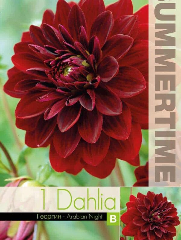 Dahlia Arabian Night