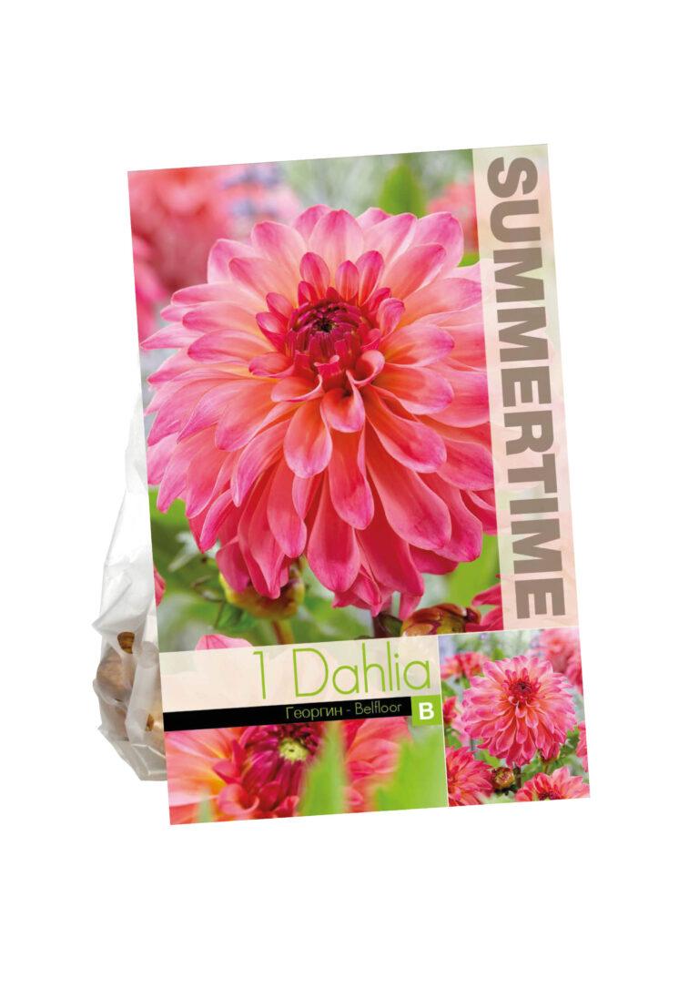 Dahlia Belfloor