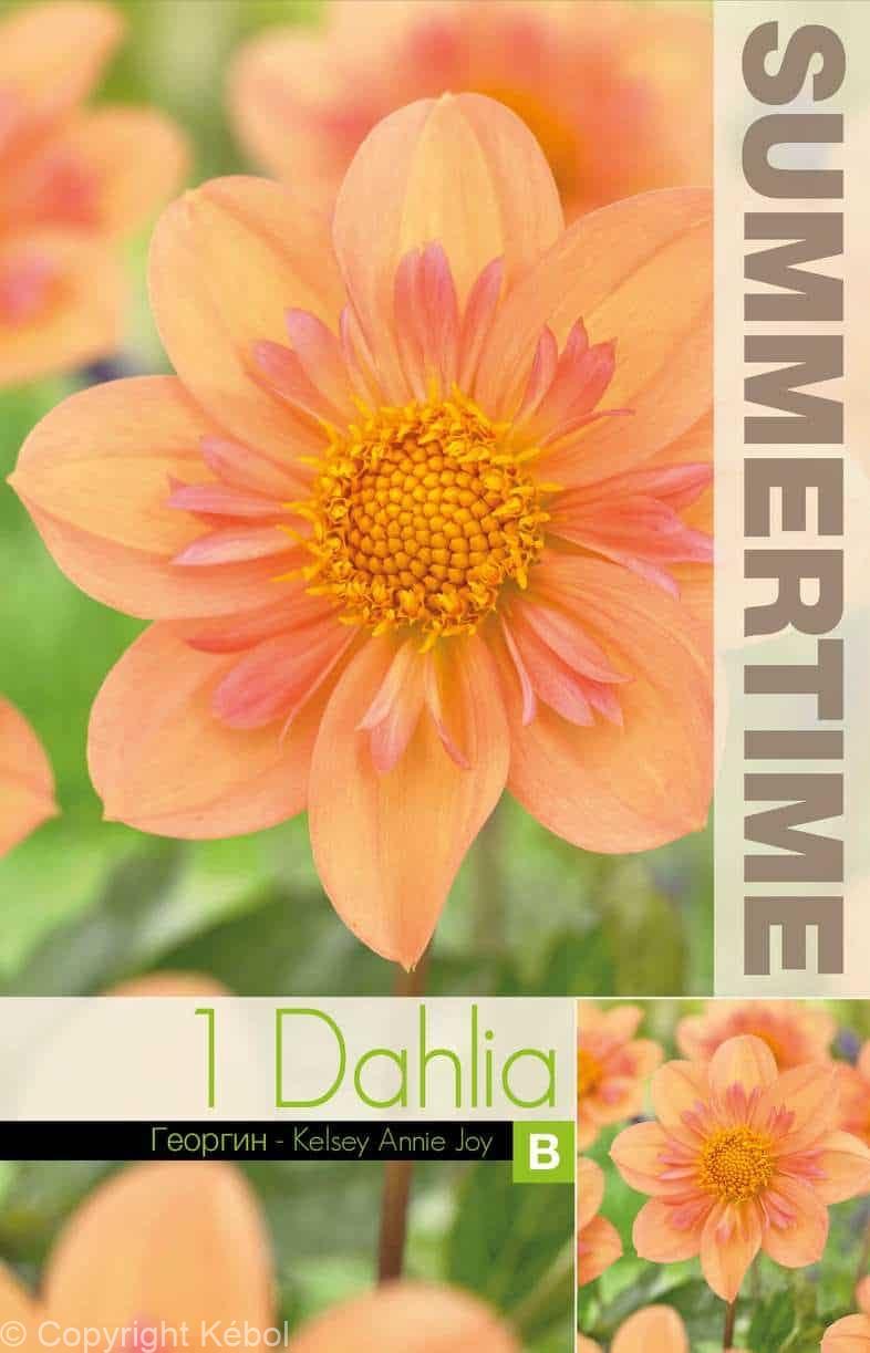 Dahlia Kelsey Annie Joy