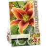 Lilium Avalon Sunset