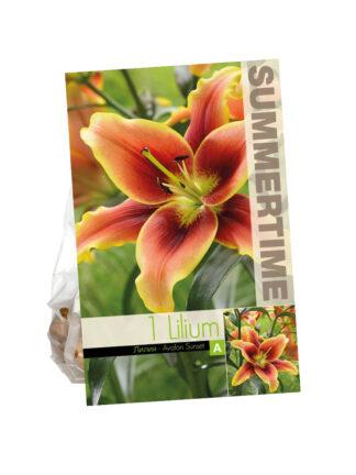 Lilium Avalon Sunset