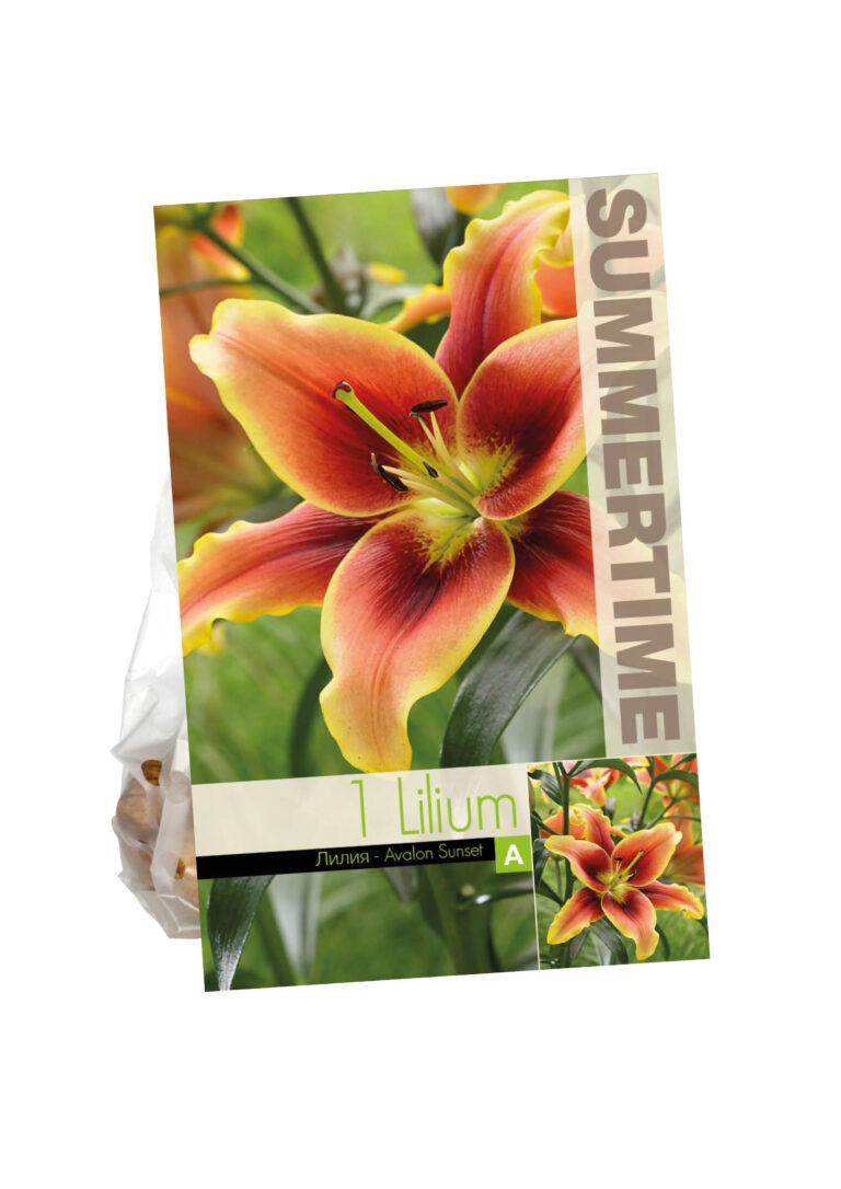 Lilium Avalon Sunset
