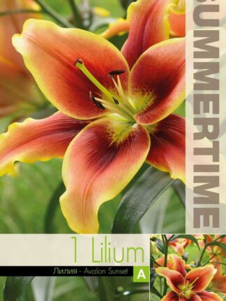 Lilium Avalon Sunset