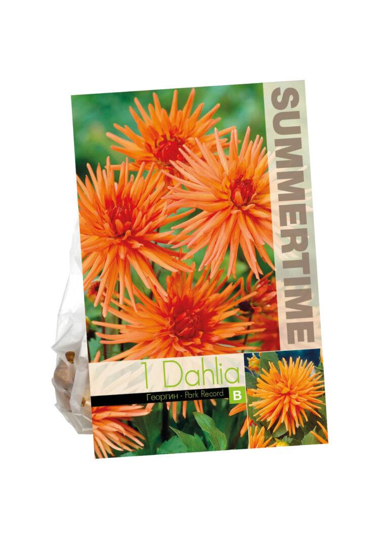 Dahlia Park Record