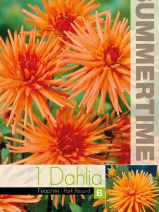 Dahlia Park Record