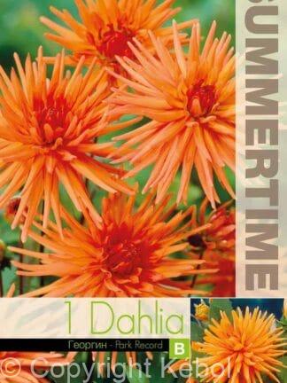 Dahlia Park Record