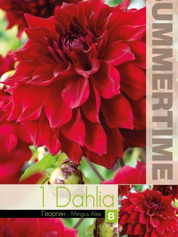 Dahlia Mingus Alex