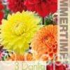 Dahlia Orange/Red/Yellow Mixed
