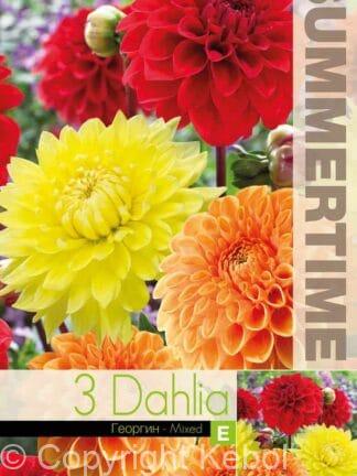 Dahlia Orange/Red/Yellow Mixed