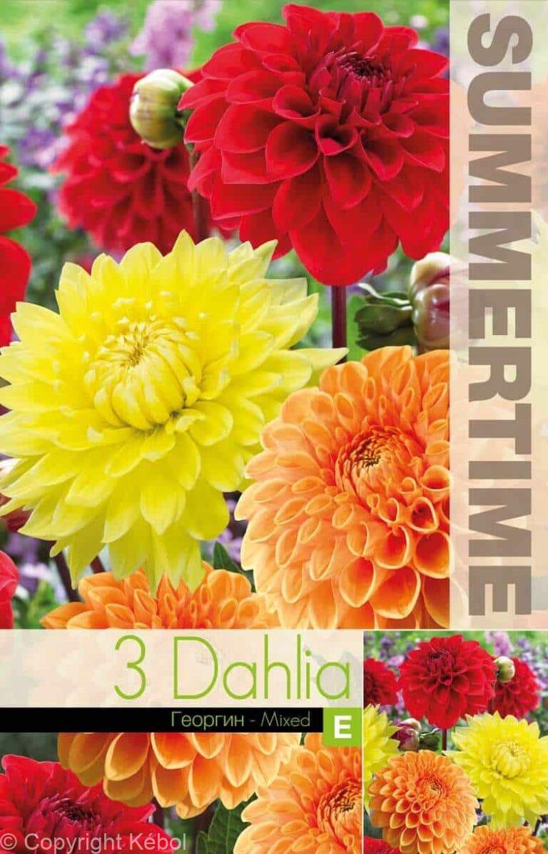 Dahlia Orange/Red/Yellow Mixed