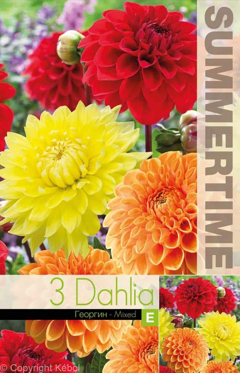 Dahlia Orange/Red/Yellow Mixed