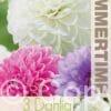 Dahlia Pink/Purple/White Mixed