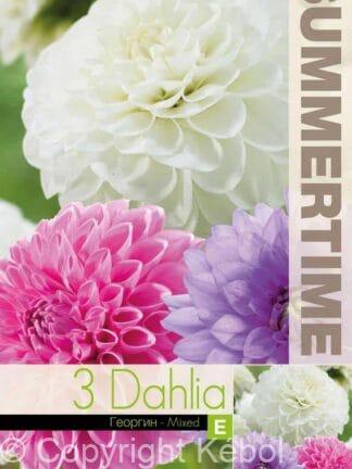 Dahlia Pink/Purple/White Mixed
