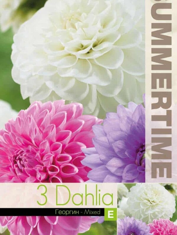 Dahlia Pink/Purple/White Mixed